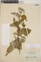 Croton pseudoniveus image