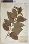 Croton schiedeanus image