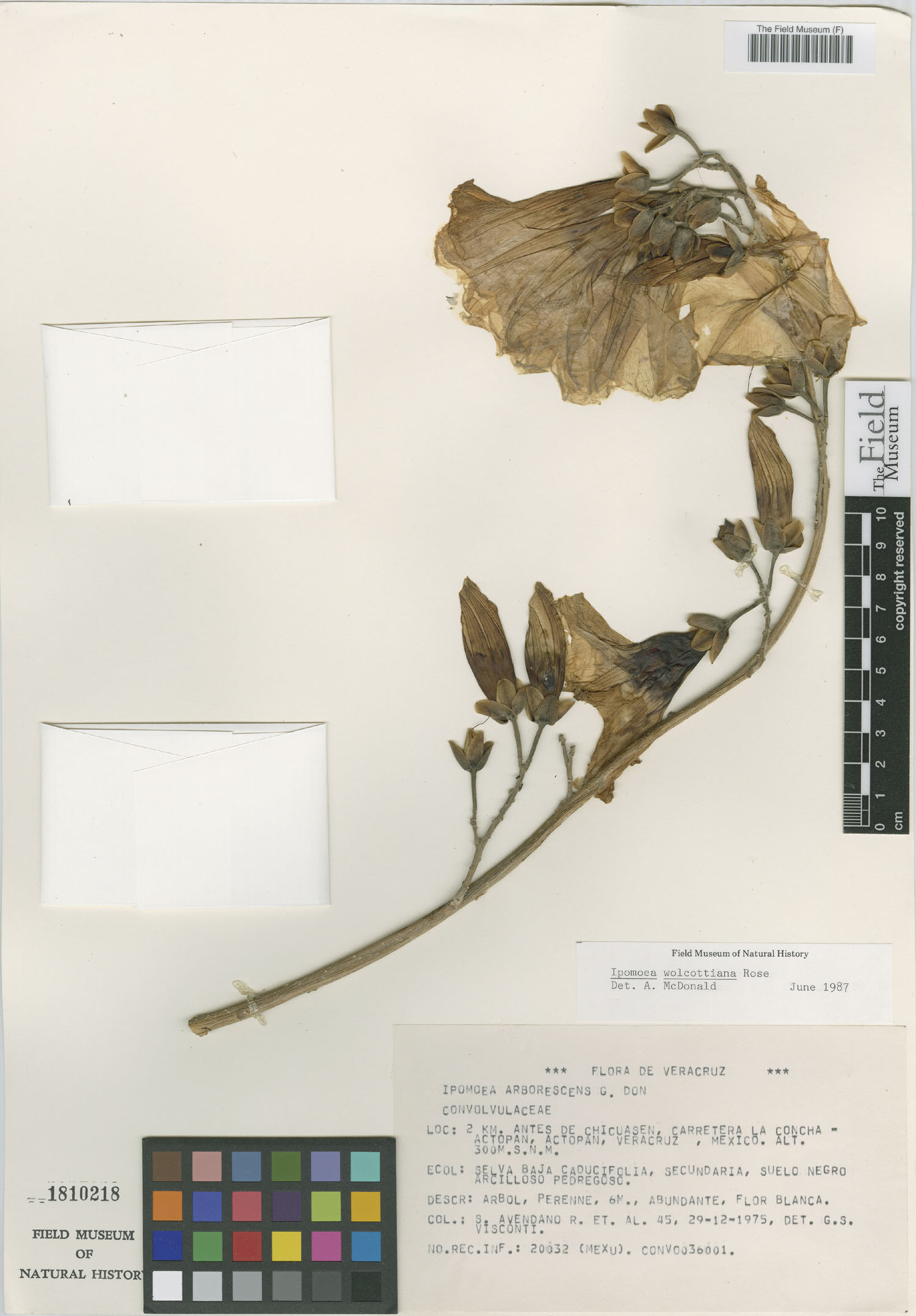 Ipomoea wolcottiana image