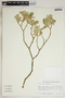 Croton suaveolens image