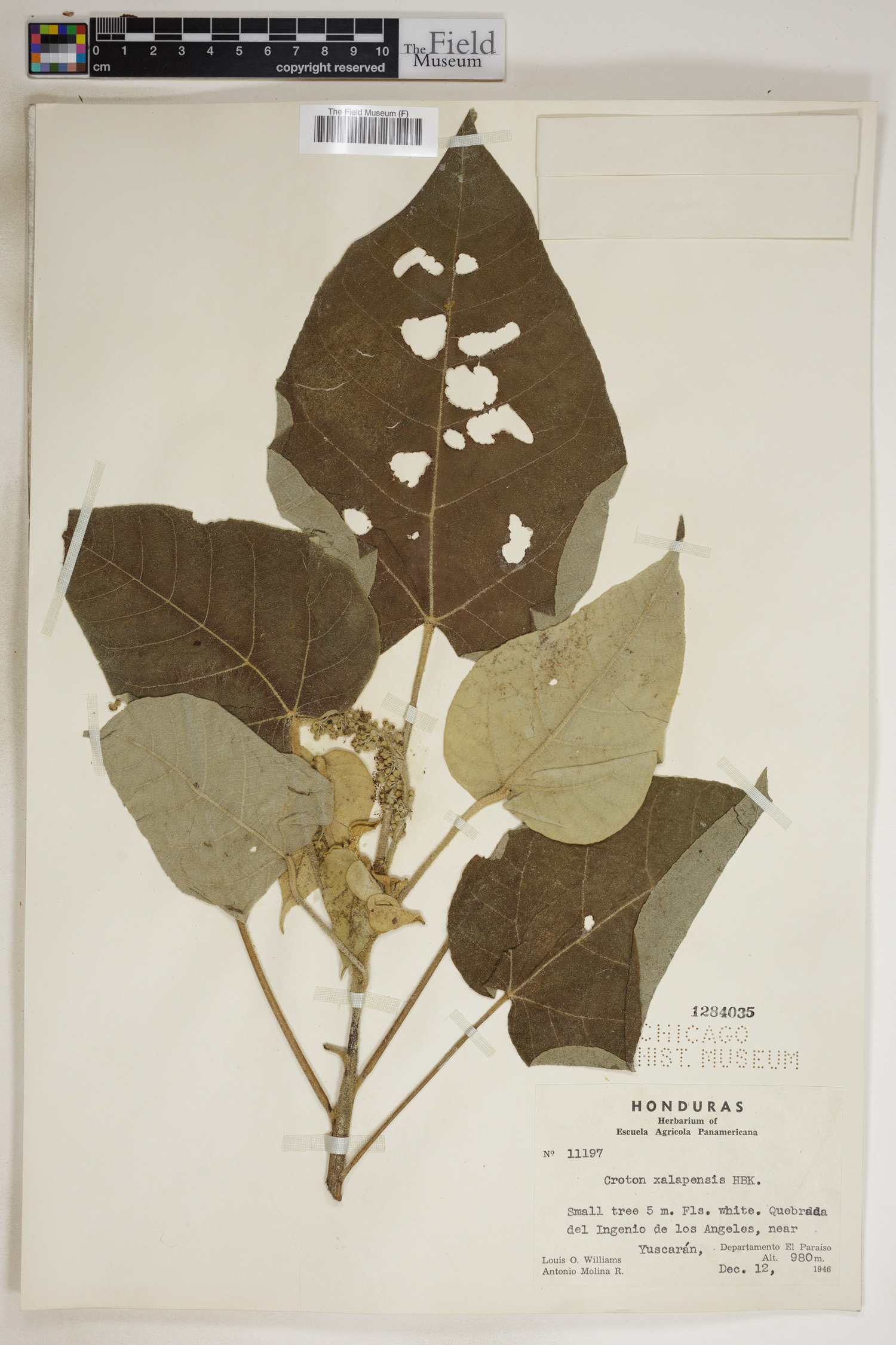 Croton xalapensis image