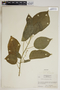 Croton xalapensis image
