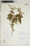 Croton yucatanensis image