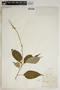 Croton xalapensis image