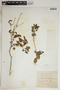 Croton adenophyllus image
