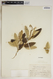 Croton azuensis image