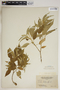 Croton balsamifer Jacq., Antigua and Barbuda, J. N. Rose 3253, F