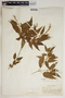 Croton balsamifer Jacq., Antigua and Barbuda, H. E. Box 978, F