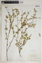 Croton betulinus image