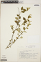 Croton cf. rzedowskii M. C. Johnst., Mexico, L. I. Nevling 1902, F