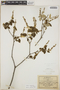 Croton rzedowskii M. C. Johnst., Mexico, C. Conzatti 1893, F