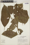 Croton schiedeanus image