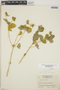 Croton hirtus L'Hér., Honduras, A. Molina R. 2544, F