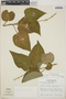 Croton hoffmannii Müll. Arg., Costa Rica, J. L. Luteyn 725, F