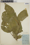 Croton hoffmannii image