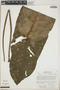 Anthurium cuspidatum image
