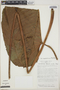 Anthurium cuspidatum image