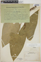 Anthurium davidsoniae image
