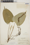 Anthurium davidsoniae image