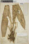 Anthurium eximium image