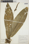 Anthurium fatoense image