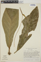 Anthurium fatoense image