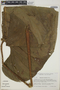 Anthurium formosum image