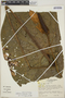 Anthurium formosum image
