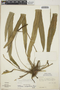 Anthurium friedrichsthalii image