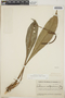 Anthurium gracile image