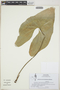 Anthurium berriozabalense image