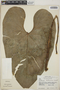 Anthurium hoffmannii image