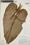 Anthurium hoffmannii image