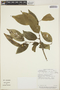 Croton megistocarpus image