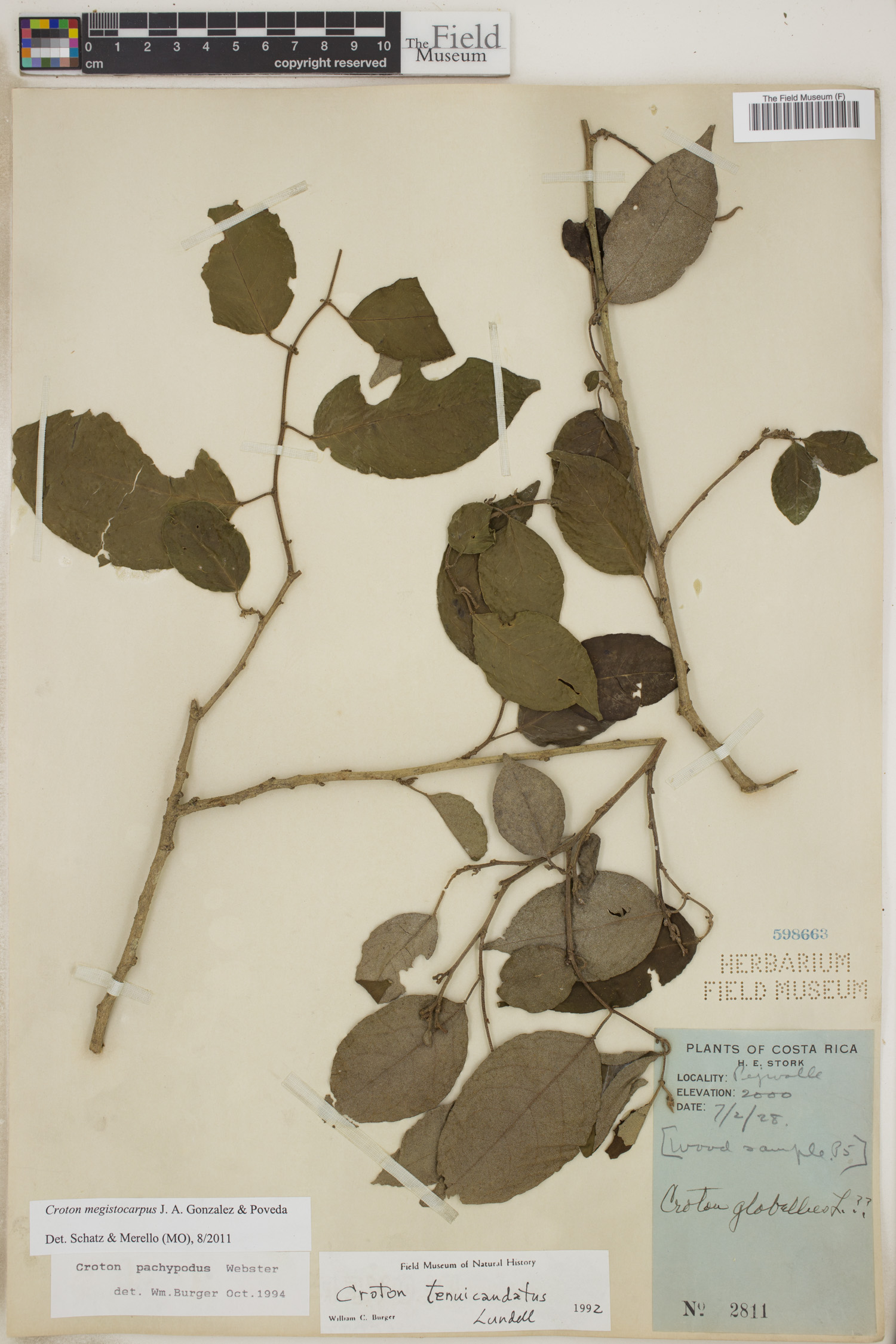 Croton megistocarpus image