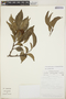 Croton megistocarpus image