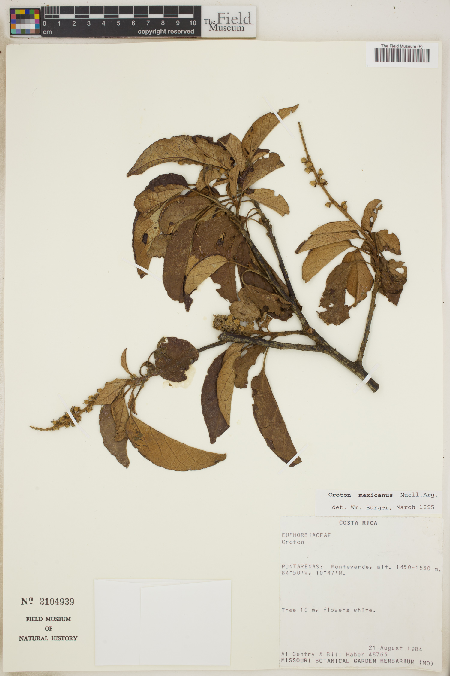 Croton mexicanus image