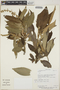Croton mexicanus image