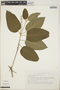 Croton miradorensis image