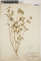 Croton monanthogynus Michx., Mexico, C. G. Pringle 1913, F