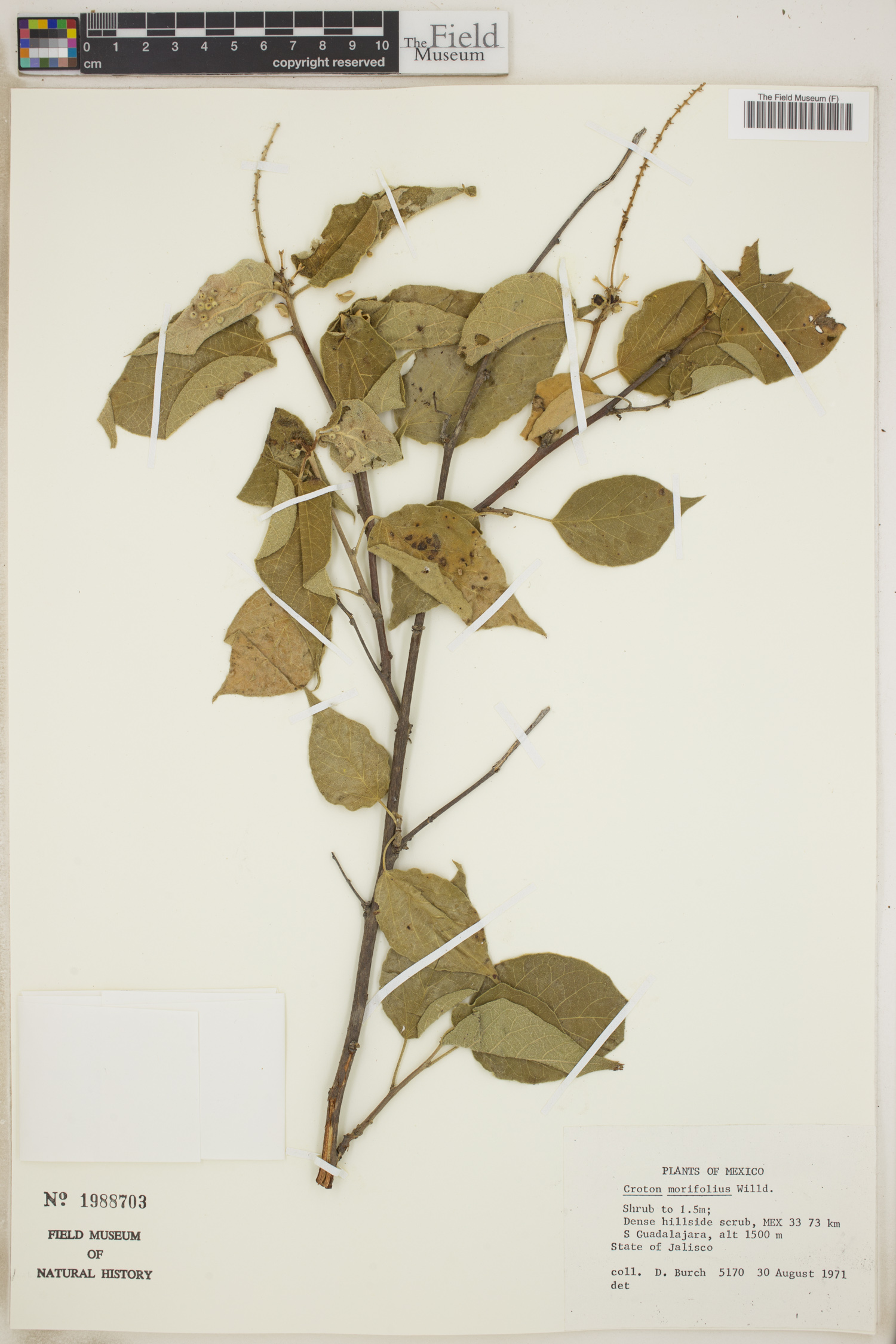 Croton morifolius image