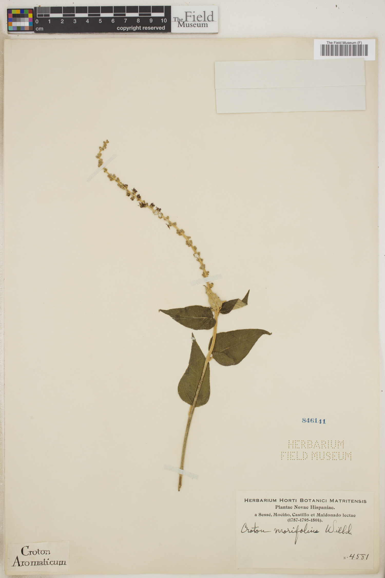 Croton morifolius image