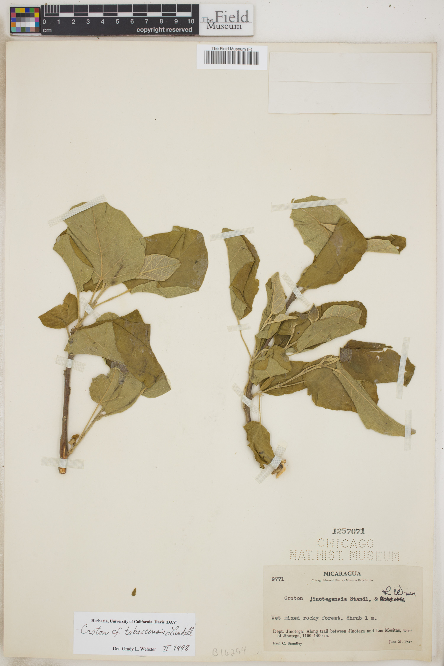Croton tabascensis image