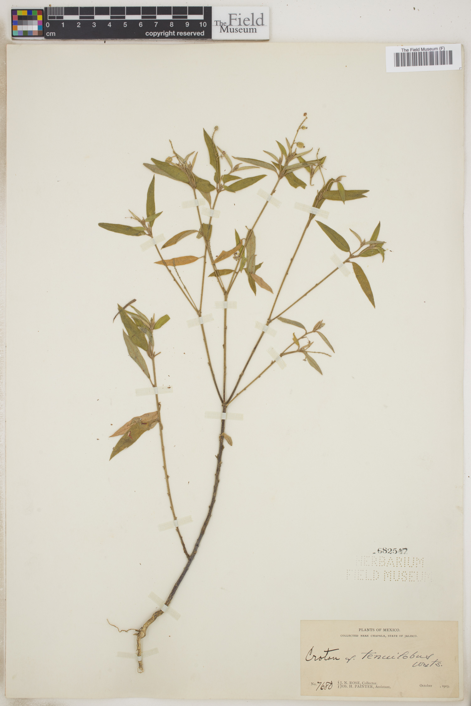 Croton tenuilobus image