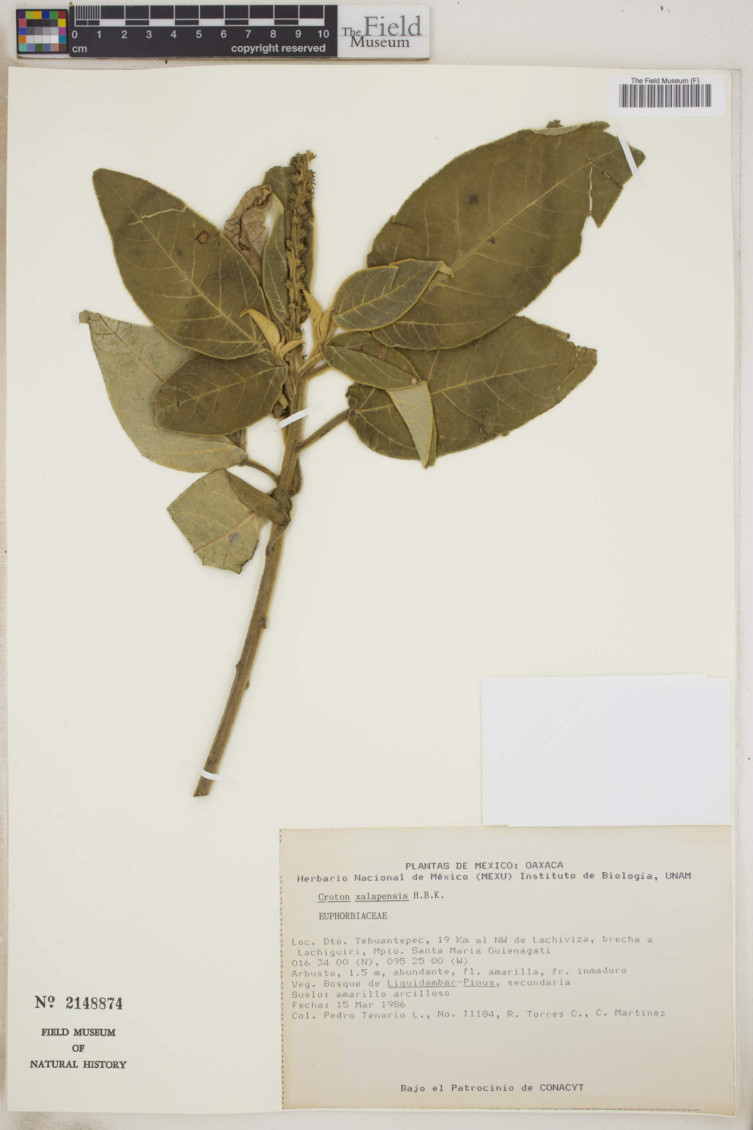 Croton xalapensis image