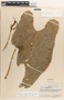 Anthurium papillilaminum image