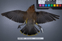 FMNH 518700