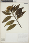 Baccharis latifolia (Ruíz & Pav.) Pers., Bolivia, J. C. Solomon 12351, F