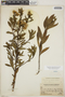 Baccharis latifolia (Ruíz & Pav.) Pers., Peru, J. F. Macbride 98, F