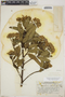 Baccharis latifolia (Ruíz & Pav.) Pers., Peru, H. E. Stork 10024, F